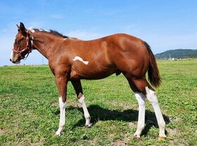 APH stallion 2023 - 1