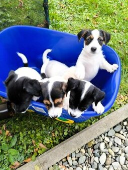 Jack Russell Terrier