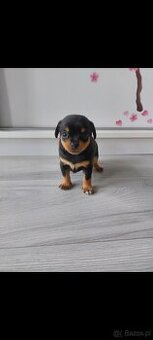 Suczki szukają nowego domku