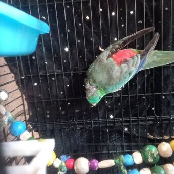 Sprzedam papużki faliste