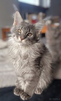 Maine Coon Kocięta z Rodowodem Fpl