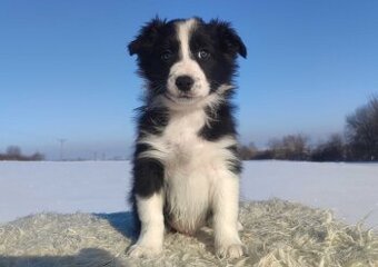 Szczeniak BORDER COLLIE z prof. Hodowli, Pies z pełną dok.