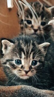 Kociaki na sprzedaż po 23 lutego. W typie norweski leśny