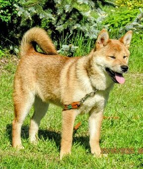 Shiba Inu, czerwony piesek mocno czernią przyprószony