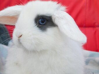 Baranki mini lop