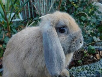 Baranki mini lop