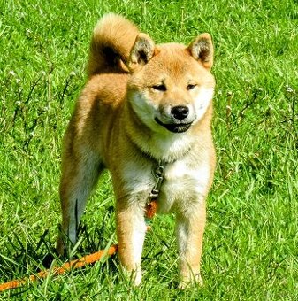 Shiba Inu, czerwony, pięciomiesięczny piesek