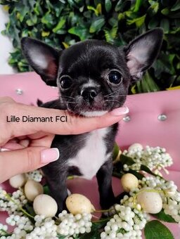 Chihuahua krótkowłosy FCI