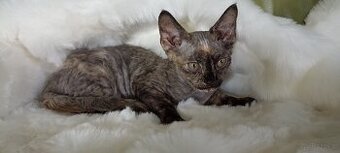 Devon rex kotki