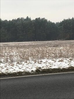 Działka rolna o powierzchni 9800m2, gm. Ceków Kol.
