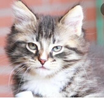 Kot syberyjski (koty - kocięta)