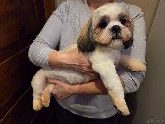 Szczeniaki shih-tzu