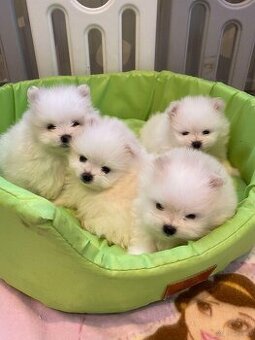 SZPIC MINIATUROWY POMERANIAN PIĘKNE TYP MISIA