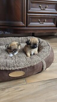 Szczenięta Chihuahua