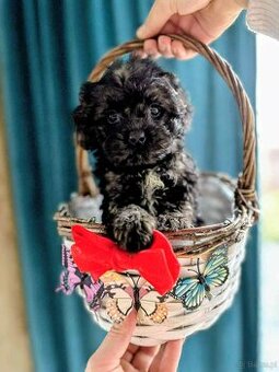 Suczka Maltipoo szuka domu