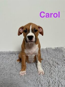 Amstaff