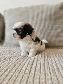 Shih Tzu - 5 szczeniaków do adopcji