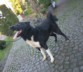 Pies łajka rosyjsko-europejska ZKWP FCI