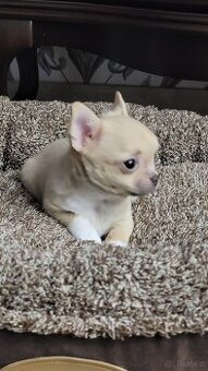 Zloty piesek chihuahua.