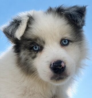 Border collie ZKwP