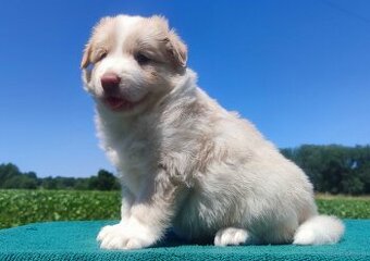Border Collie - Rasowy pies maści ee-red, komplet dok.