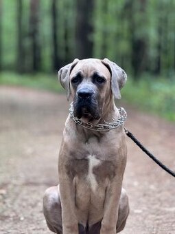 Cane Corso