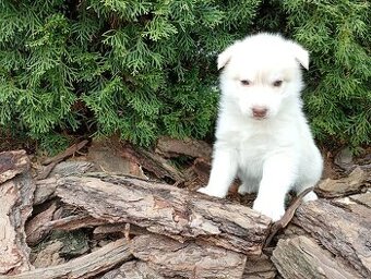 Siberian husky