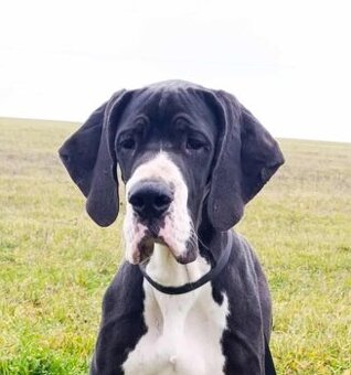 Dog niemiecki z rodowodem