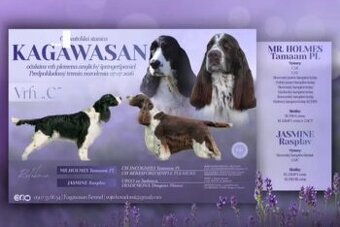 Springer spaniel angielski FCI