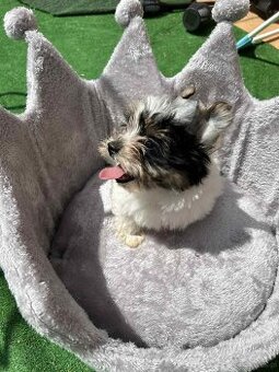 York Biewer terrier