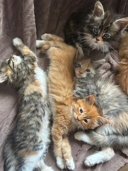 Koki Rasy Maine Coon