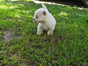 Szczenięta West Highland White Terrier