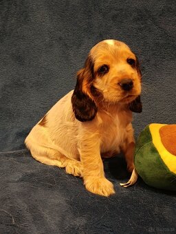 Cocker spaniel angielski