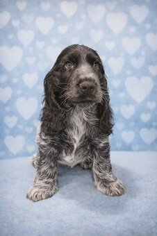 Cocker spaniel angielski