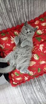 Kotka Brytyjska krótkowłosa niebieska (Limonka)