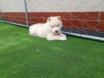 Siberian husky boy