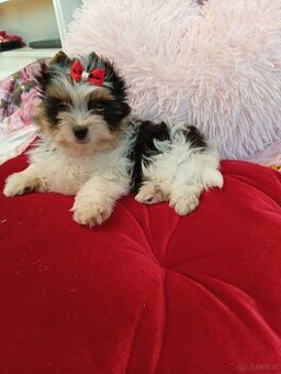 Samczyk z metryką ZKwP/FCI Biewer Yorkshire terrier