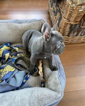 Zapraszamy do hodowli Zaza Kennel Farm. Mamy piękne szczenię