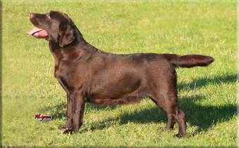 Labrador Retriever