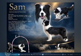 Border collie