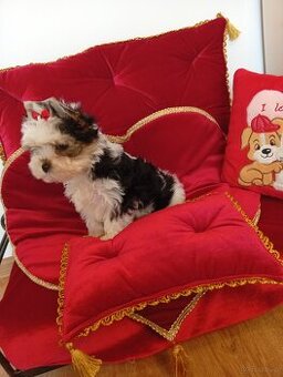 Suczka Coffi z metryką ZKwP/ FCI.Biewer Yorkshire terrier