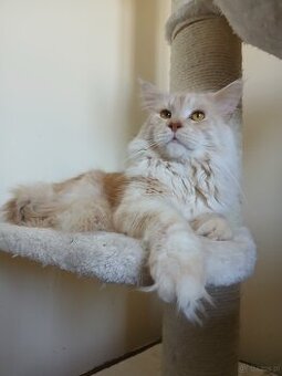 Reproduktor Maine coon