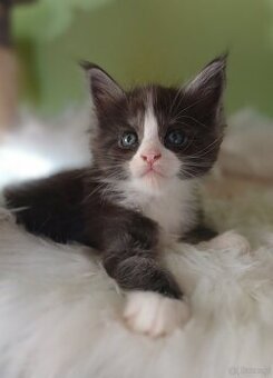 Maine Coon kocurek rodowód fpl