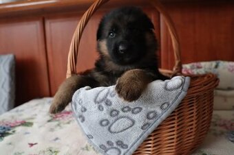 NĚMECKÝ OVČÁK S PP - FROM CZECH REP. OLOMOUC