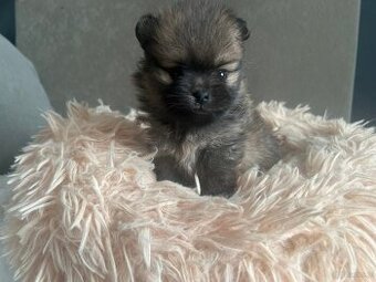Szpic Miniaturowy, Pomeranian