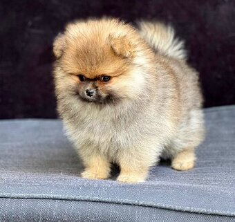 Szpic Miniaturowy, Pomeranian