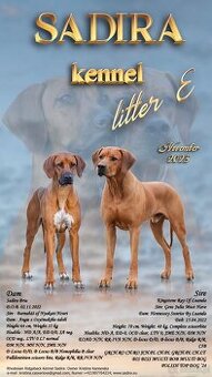 Rhodesian Ridgeback szczenięta