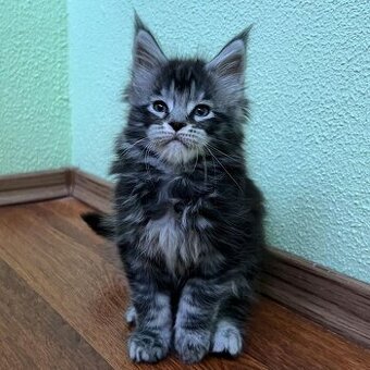 Kocięta rasy Maine Coon na sprzedaż