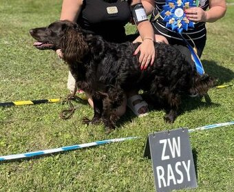 Reproduktor oferta krycia Płochacz Niemiecki Wachtelhund