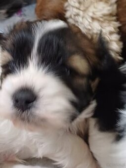 4 sauce rasa lhassa apso